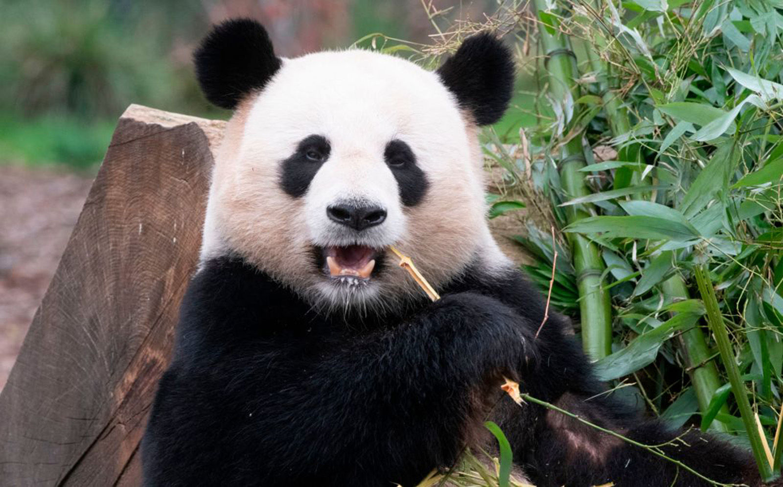 6. Panda